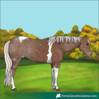 Horse Color:Silver Black Ice Tobiano Varnish 
