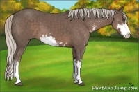 Horse Color:Silver Black Sabino Splash Frame 
