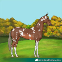 Horse Color:White Spotted Chestnut Mushroom Tobiano 