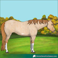 Horse Color:Red Dun Roan Splash Frame Rabicano 