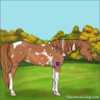 Horse Color:White Spotted Chestnut Tobiano 