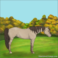 Horse Color:Classic Champagne Dun 