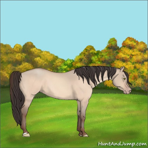 Horse Color:Amber Champagne Dun