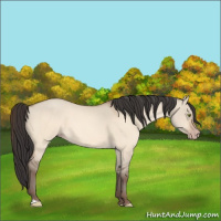 Horse Color:Amber Champagne Dun 