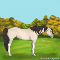 Horse Color:Sable Champagne Dun 