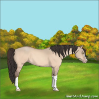 Horse Color:Amber Champagne Dun 