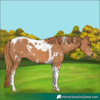 Horse Color:White Spotted Chestnut Tobiano 
