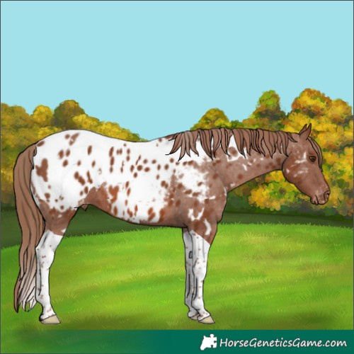 Horse Color:White Spotted Chestnut Tobiano Appaloosa 