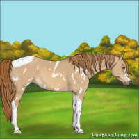 Horse Color:White Spotted Red Dun Tobiano 