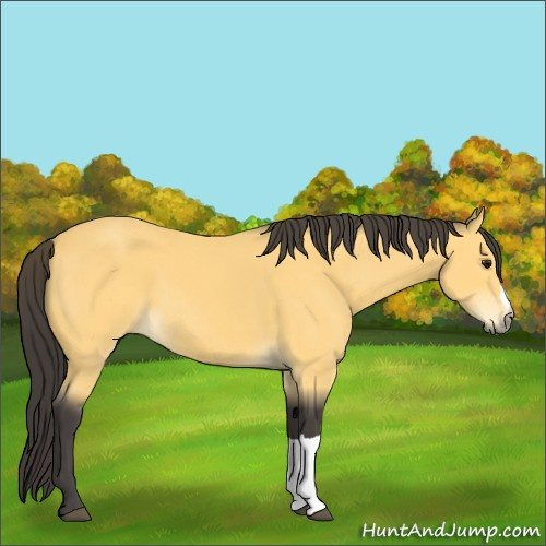 Horse Color:Buckskin