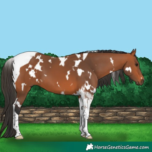 Horse Color:White Spotted Bay Tobiano 