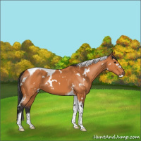 Horse Color:White Spotted Bay Tobiano