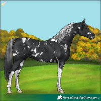 Horse Color:White Spotted Black Tobiano 