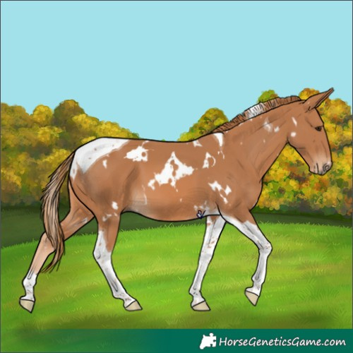Horse Color:White Spotted Chestnut Tobiano