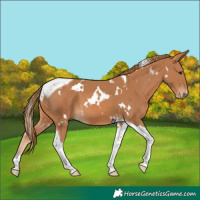 Horse Color:White Spotted Chestnut Tobiano 