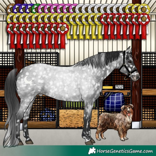 Horse Color:Blue Roan Appaloosa 