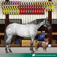 Horse Color:Blue Roan Appaloosa 
