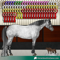 Horse Color:Blue Roan Snowflake Varnish