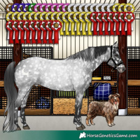 Horse Color:Blue Roan Appaloosa