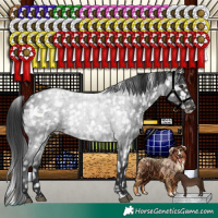 Horse Color:Blue Roan Appaloosa 