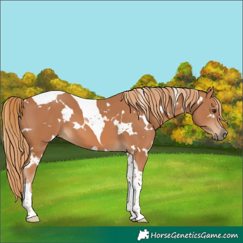 Horse Color:White Spotted Chestnut Tobiano 