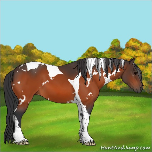 Horse Color:White Spotted Bay Tobiano 