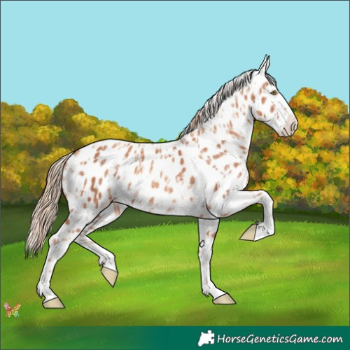 Horse Color:Gold Champagne Appaloosa  and Gold Champagne Appaloosa 