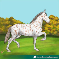 Horse Color:Gold Champagne Leopard  and Gold Champagne Near Leopard 