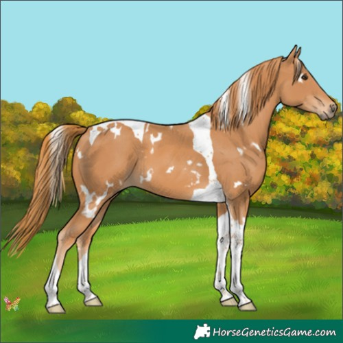 Horse Color:White Spotted Chestnut Tobiano 