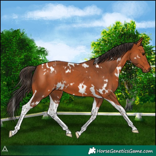 Horse Color:White Spotted Bay Tobiano 