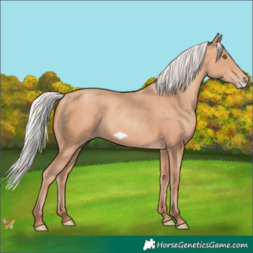 Horse Color:Silver Amber Champagne Frame