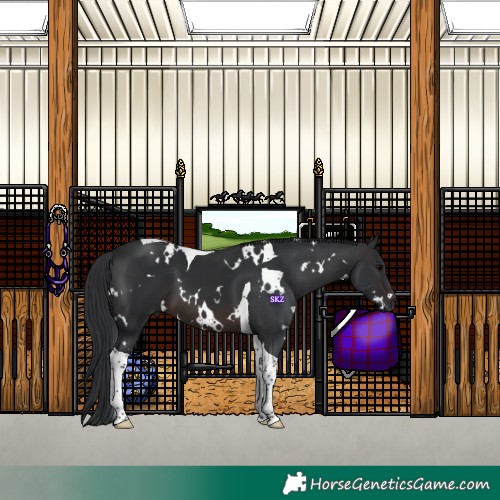 Horse Color:White Spotted Brown Tobiano 