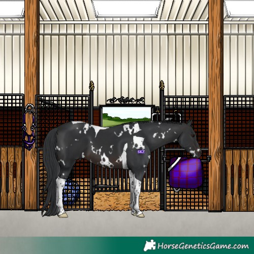 Horse Color:White Spotted Brown Tobiano 