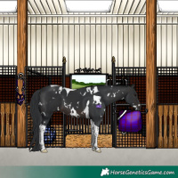Horse Color:White Spotted Brown Tobiano 