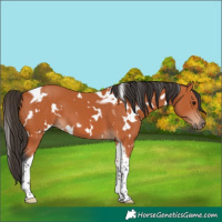 Horse Color:White Spotted Bay Tobiano