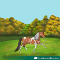 Horse Color:White Spotted Bay Tobiano 