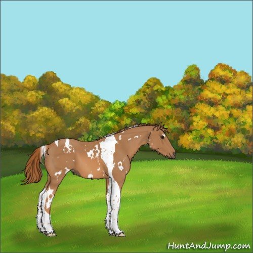 Horse Color:White Spotted Chestnut Tobiano