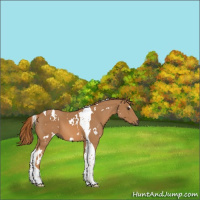 Horse Color:White Spotted Chestnut Tobiano 
