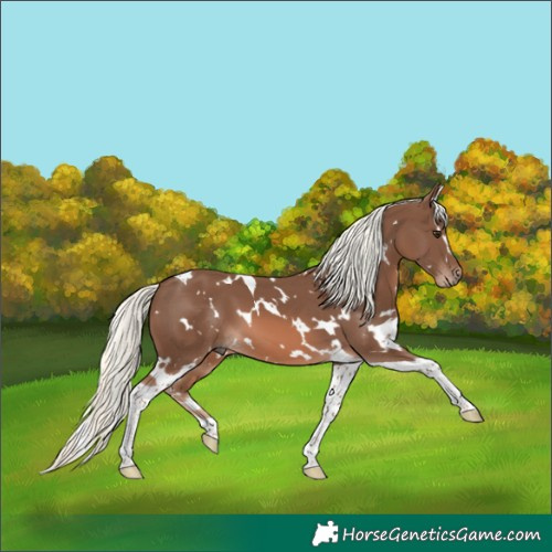 Horse Color:White Spotted Chestnut Mushroom Tobiano 