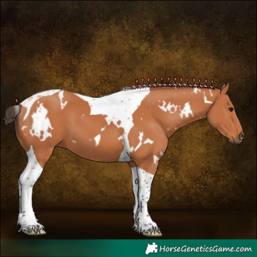 Horse Color:White Spotted Bay Tobiano