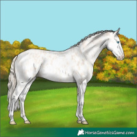Horse Color:Perlino Sabino Appaloosa  and Perlino Sabino Appaloosa 