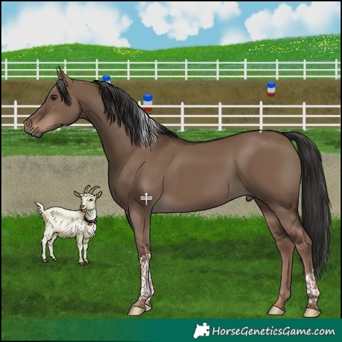 Horse Color:Liver Red Dun Tobiano