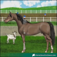 Horse Color:Liver Red Dun Tobiano