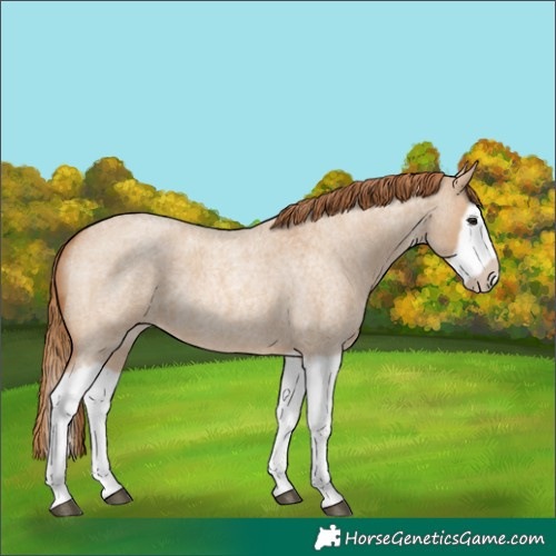 Horse Color:Red Dun Roan Splash Frame Rabicano
