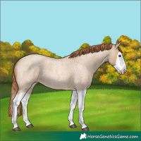 Horse Color:Red Dun Roan Splash Frame Rabicano 
