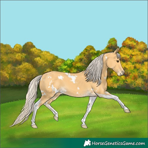 Horse Color:White Spotted Palomino Tobiano 