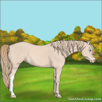 Horse Color:Perlino 