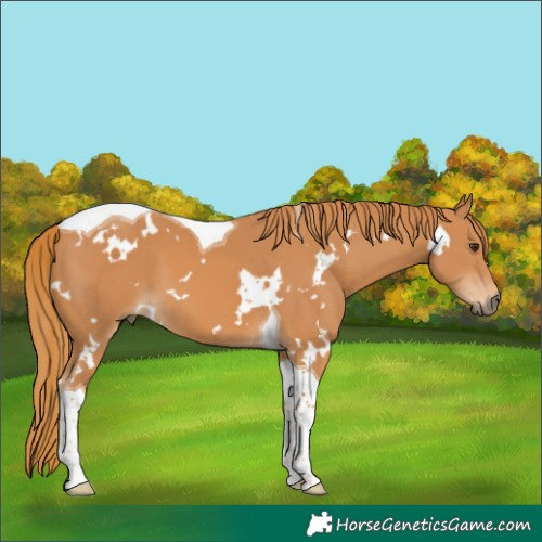 Horse Color:White Spotted Chestnut Tobiano 