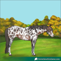 Horse Color:Bay Sabino Near Leopard  and Bay Sabino Near Leopard 