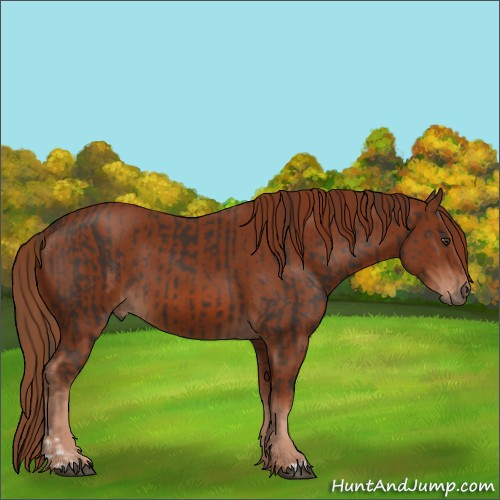 Horse Color:Liver Chestnut  and Chestnut 